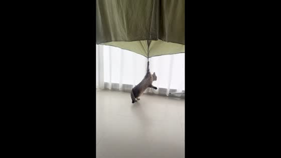 Cat spins around after getting claw stuck on blanket in Zhejiang, China