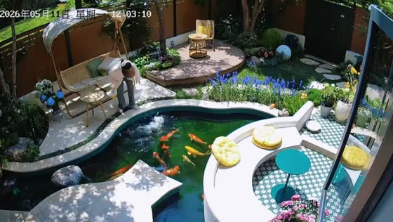 Dog slips into koi pond while following owner in Shanghai, China