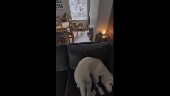 One dog loves the vacuum, the other is terrified