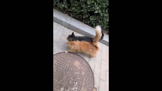 Two cats circle together on manhole in Henan, China