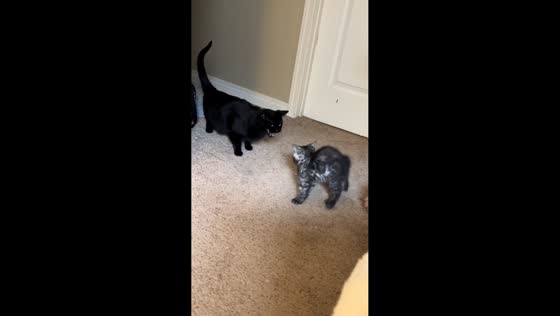 First cat-kitten encounter takes a surprising turn in Saskatchewan, Canada