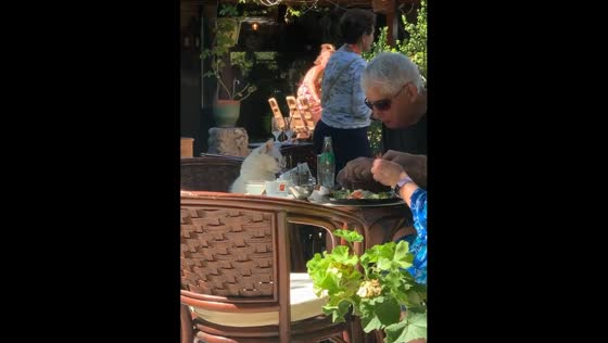 The cat gallantly sits at the table with food on the Rhodes island, Greece