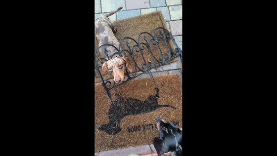Dachshund gets head stuck in detached railing in Szczecin, Poland