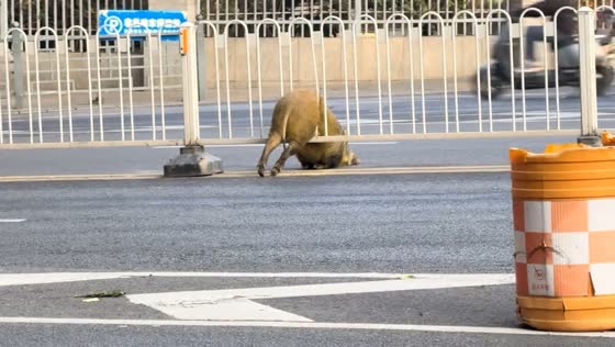 Wild boar trapped in traffic barrier in Jiangsu, China