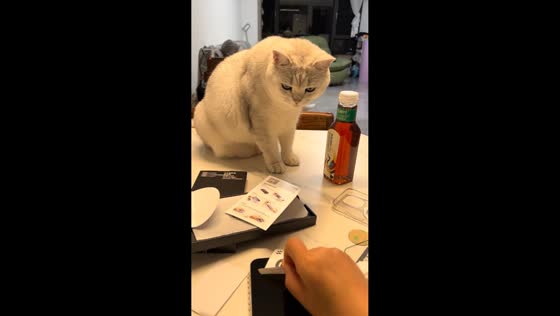 Cat sticks out tongue after hearing sticker sound in Guizhou, China