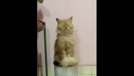 Cat sleeps upright in Selangor