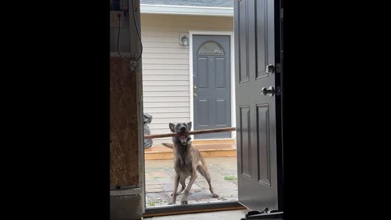 Dog struggles to fit long stick through doorway in Indianapolis, USA