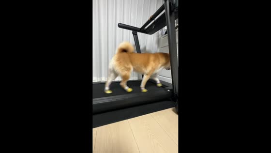 Dog confidently runs on treadmill in Yunnan, China