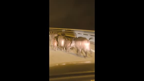 Wild boars casually cross highway in Vila Nova de Gaia, Portugal