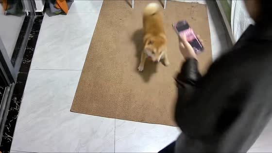 Dog spins excitedly after seeing owner in Zhejiang, China