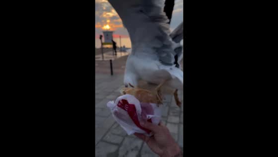 Seagull attempts to steal breakfast sandwich in Barcelona, Spain
