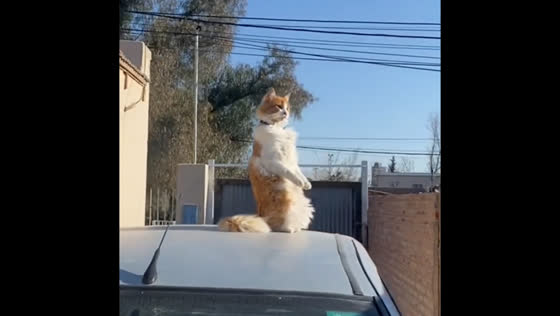 Pet cat strikes prairie dog-like pose on car in Bahía Blanca