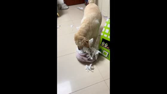 Naughty dogs tear up pillows in Guangdong, China