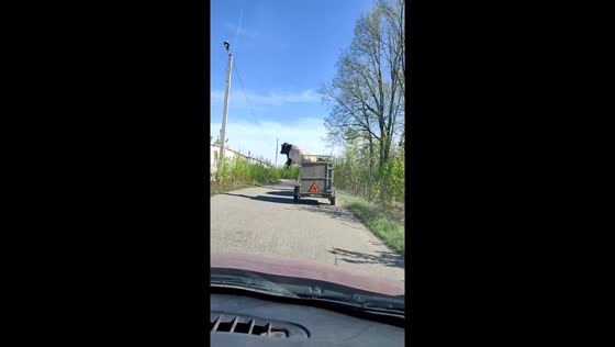 Bull falls off moving trailer in Kazan, Russia