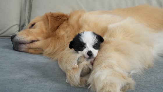 Puppy plays then naps on golden retriever in Hebei, China