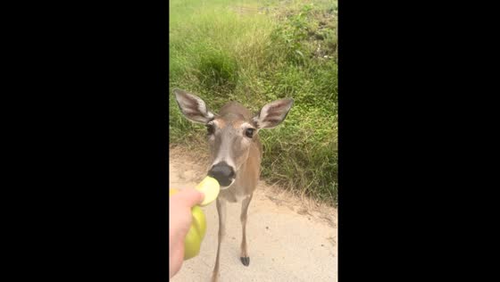 Hand-feeding a pregnant doe in Austin, TX