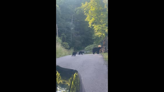 Bear encounters in Gatlinburg, Tennessee