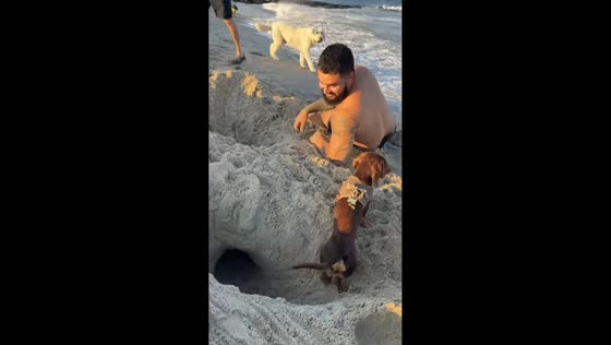 Miniature dachshund happily digs beach tunnel in Asbury Park, USA
