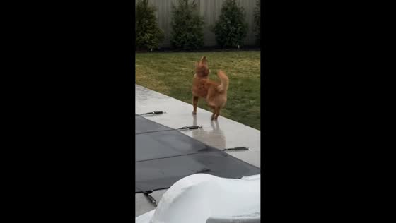 Golden retriever enjoys the rain in a backyard in New York, USA