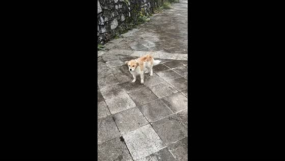 Man rescues stranded dog from fast-flowing river in Enshi, Hubei, China