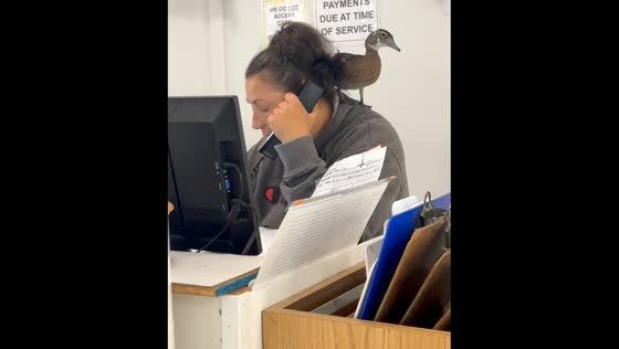 Duck lands on staff member’s shoulder at Assonet Animal Hospital, Massachusetts