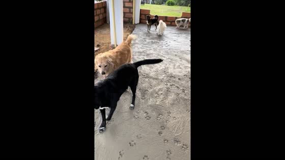 Dogs walk on freshly made floor leaving prints in Medellin