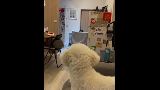 Dog looks confused after person pretends to disappear with a cloth