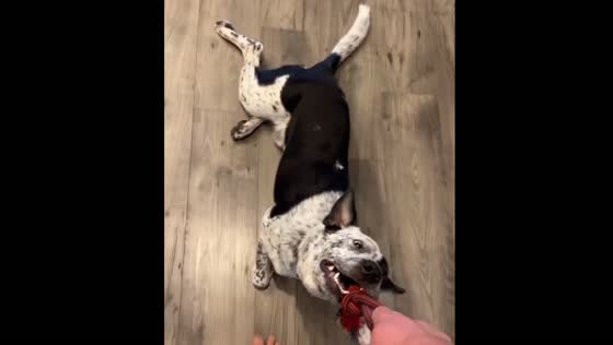 Tired dog lets owner drag him during playtime in Melissa, USA