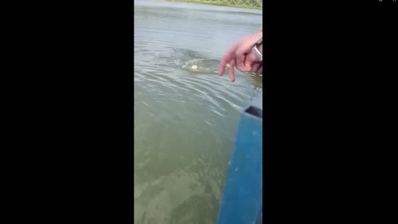 Heroic corgi Elsa's heartfelt rescue attempt in Stavropol's waters turns viral sensation!