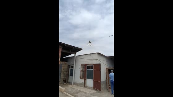 Pigeon performs mid-air flip before landing in Sumqayit, Azerbaijan