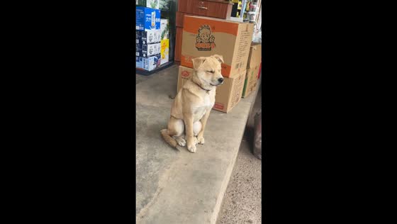 Sleepy dog nearly falls while sitting in Sichuan, Chengdu, China