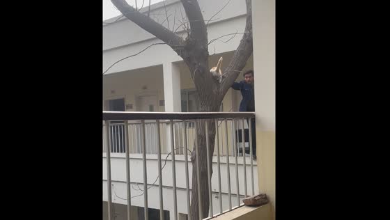 Cat rescued from tree in Lahore