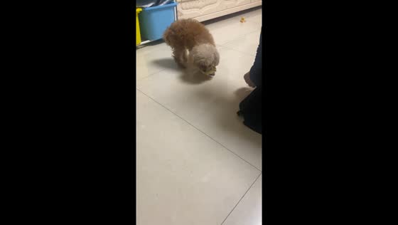 Poodle gently cares for chick in Hebei, China