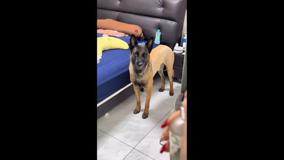 Dog makes hilarious face after hearing spray bottle in Shandong, China
