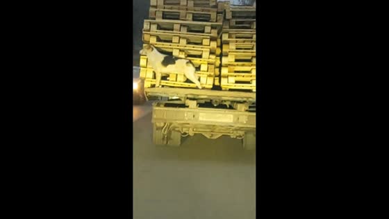Dog spotted hitching rides on trucks in Moscow, Russia