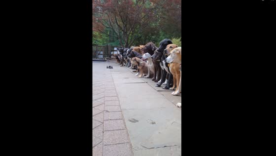 Canine self-control mastered: mind of dog's remarkable RC car lineup challenge