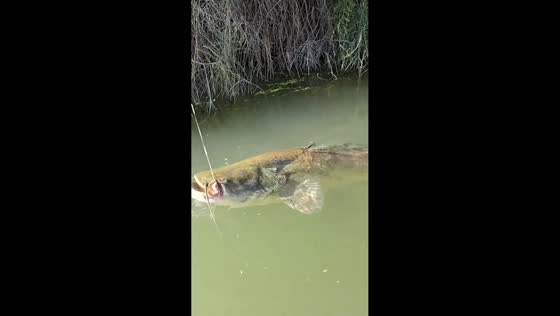 Large catfish swims near the surface in Shandong, China
