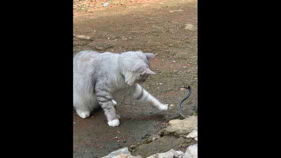 Cat remains unfazed as snake tries to attack in Lubuklinggau, Indonesia