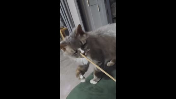 Cat plays fetch with wooden stick in Jiangsu, China