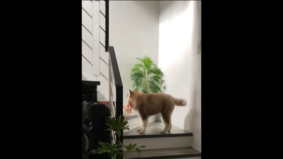 Dog stops climbing stairs after spotting toy dinosaur in Manila, Philippines