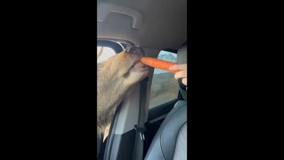 Funny moment as man feeds deer in Glencoe, Scotland, United Kingdom