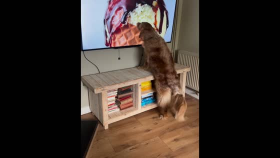 Dog adorably licks ice cream on TV in Cotswolds, England, UK