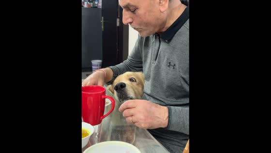 Eyeing up a bite: dog uses funny technique to share grandpa's meal 