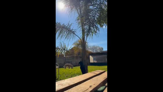 Woman falls while rescuing her cat from a palm tree in Paso de los Libres, Argentina