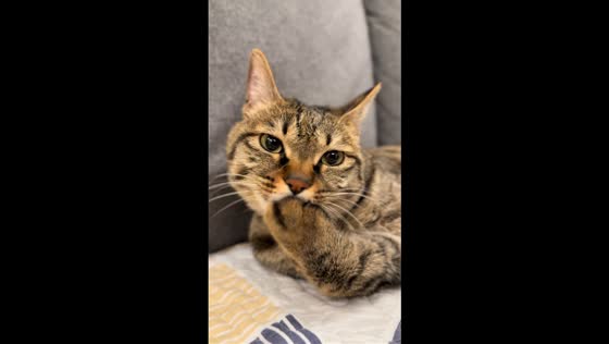 Tabby cat rapidly grooms its paws making funny sounds in Jiangsu, China