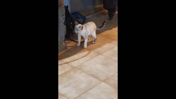 Cat sneezes multiple times in Puerto Eldorado