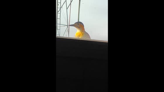 Bird pecks window, curious visitor in Bahía Blanca
