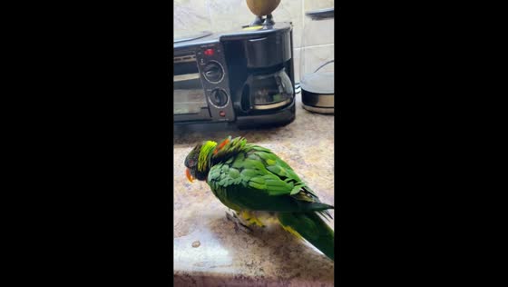 Playful marigold lorikeet shows off its moves in Tbilisi, Georgia