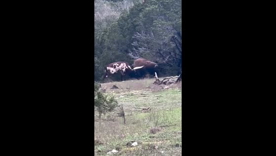Cow and bison showdown in Hamilton, Texas, captured on video