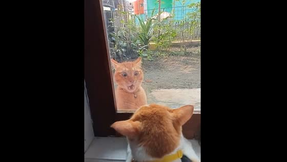 Cats glare at each other through window in Bandung, Indonesia